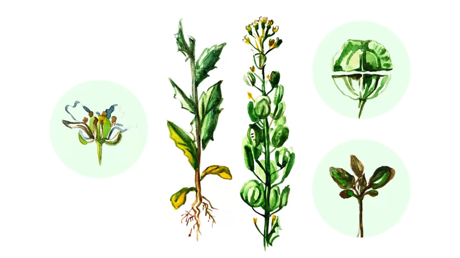 Ярутка полевая