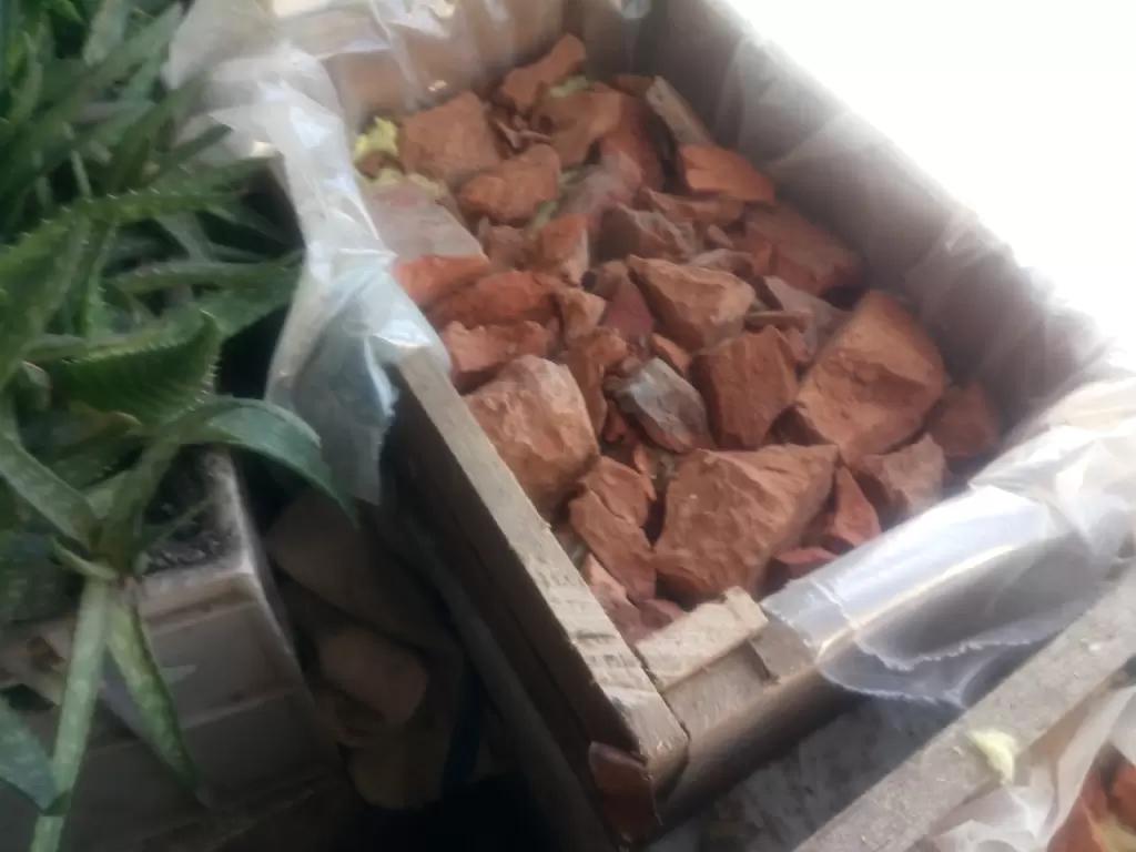 Возможно ли размножение картофеля путём окулировки