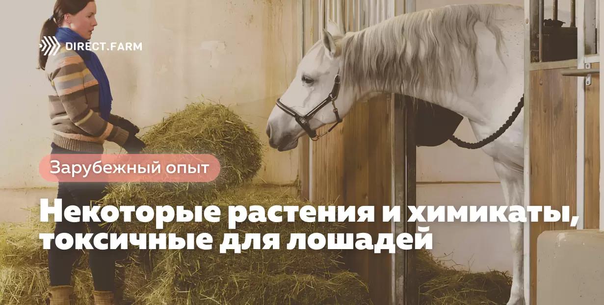 Некоторые растения, химикаты, токсичные вещества, опасные для лошадей