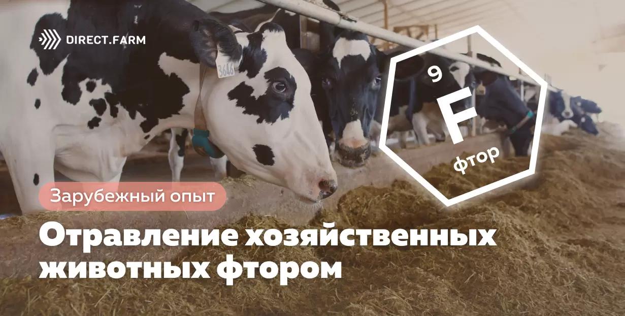 Отравление хозяйственных животных фтором (флюороз)