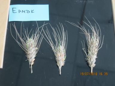 Склонность к прорастанию популярных сортов озимой пшеницы