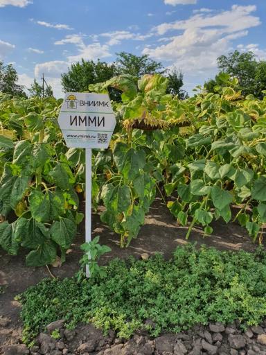 Имми ® - гибрид подсолнечника (Helianthus annuus L.).