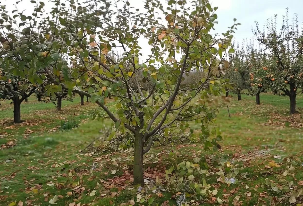 🍎 Урожай будущего года закладывается осенью. Не упустите этот момент!