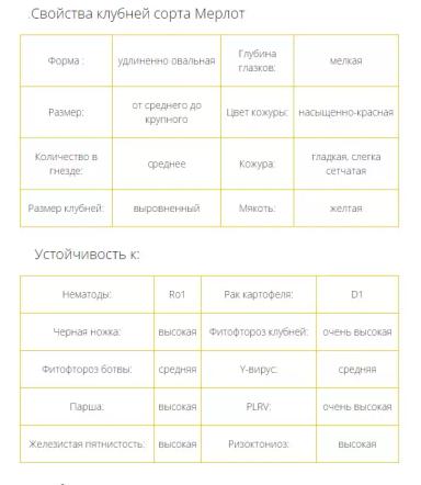 Мерлот ® - сорт картофеля (Solanum tuberosum L.).