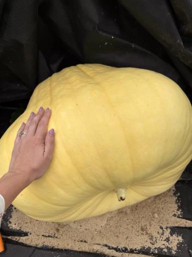 Моя гигантская тыква растет