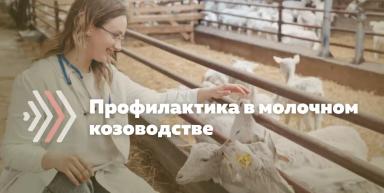 Основные ветеринарные обработки молочных коз