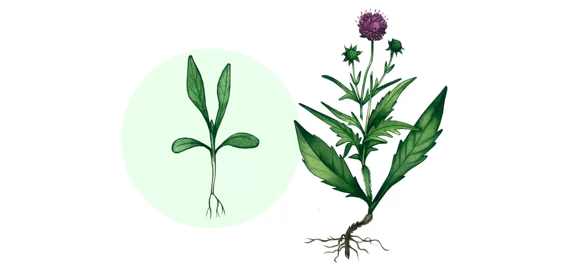 Короставник полевой