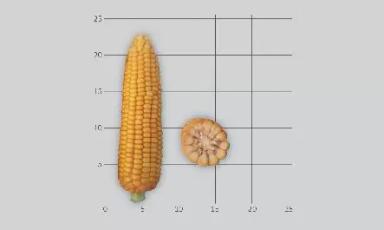 Эмелин гибрид кукурузы Лимагрейн