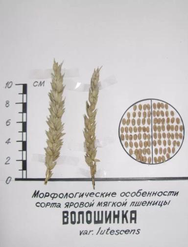 Волошинка