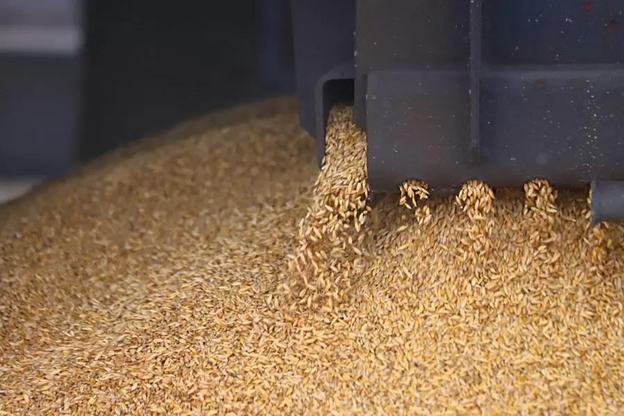 ИКАР в третий раз за месяц снизил прогноз сбора пшеницы в РФ 2024 г из-за погоды