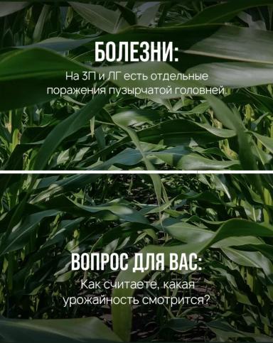 Отечественная кукуруза: промежуточные результаты.