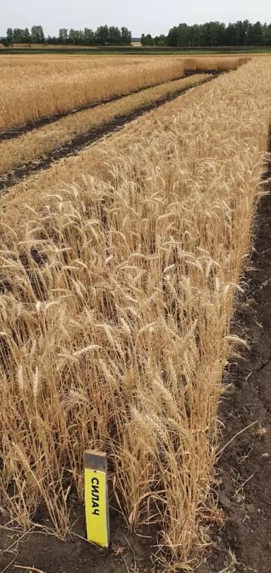 СИЛАЧ - сорт яровой мягкой пшеницы ФГБНУ "Челябинский НИИСХ"