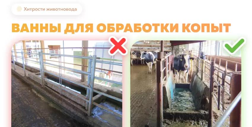 Конструкция ванн для обработки копыт коров
