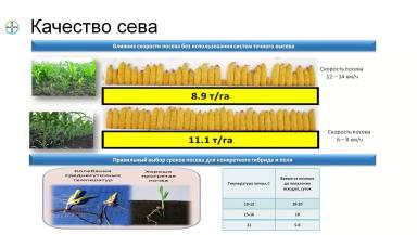 Посев кукурузы