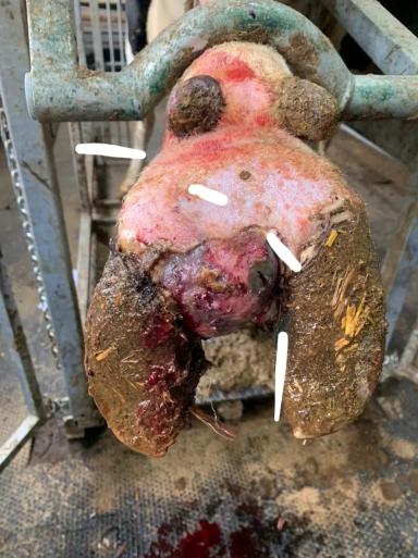 Лечение копыт: ампутировать, нельзя сдавать