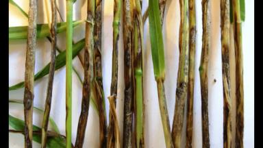 Гибеллиноз пшеницы