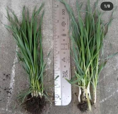 А у вас есть линейка агронома?