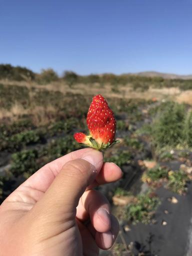 Клубника сладкая 