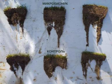 Применение препарата «Микробионик» на спортивных газонах с интенсивной нагрузкой