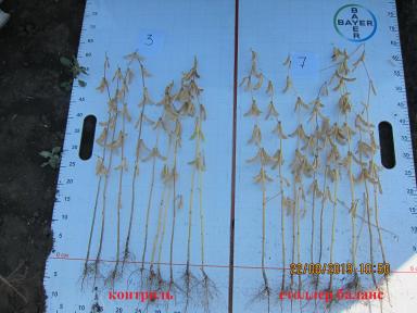 стимуляторы семян сои