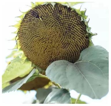 П 64 ЛЕ 25 - гибрид подсолнечника Пионер