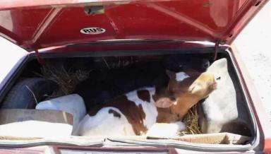 Изъятие скота: защита от эпидемий или удар по хозяйству?