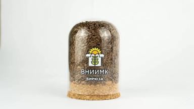 Бирюза сорт льна масличного