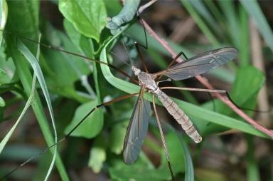 Долгоножка вредная