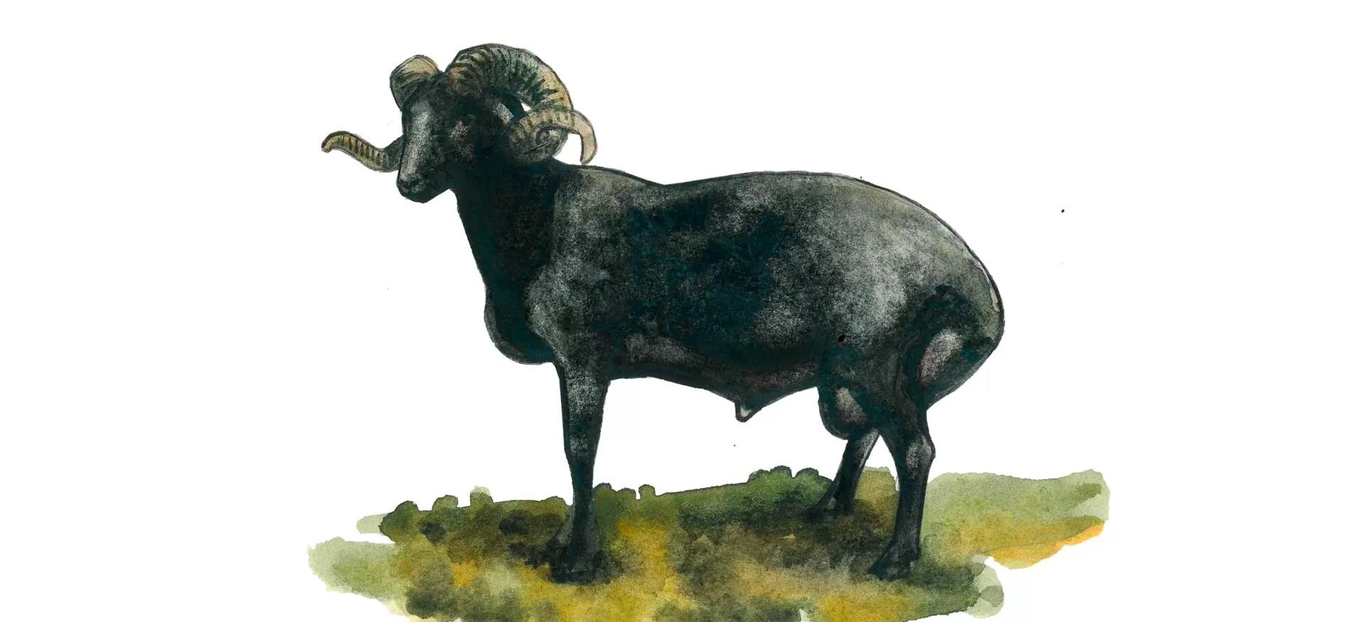 Карачаевская порода овец