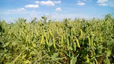 Волжанин ® - сорт гороха посевного ( Pisum sativum L.).