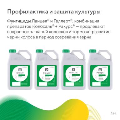 Чернь колоса зерновых культур – разбираем данное явление