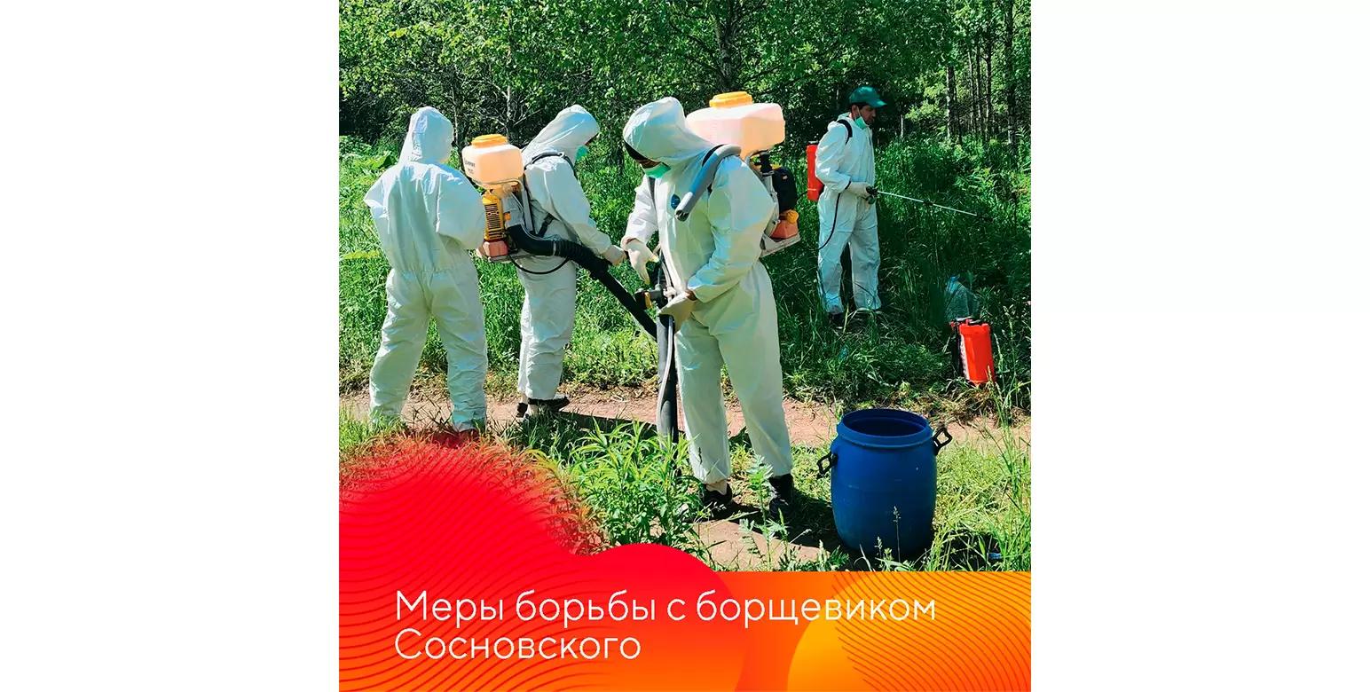Борьба с борщевиком Сосновского