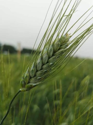 Твёрдая пшеница: здоровое питание, высокая прибыль и стабильные рынки сбыта