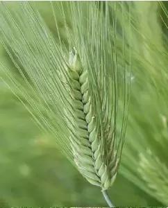 Кладенец озимый ячмень