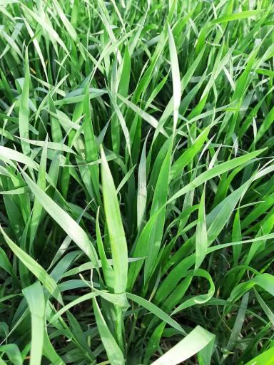 Агромониторинг