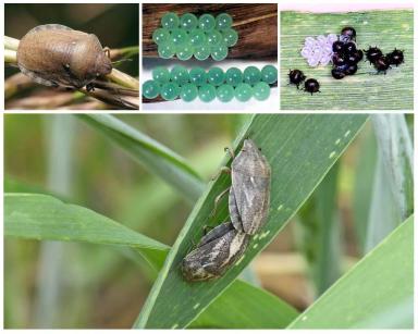 Клоп вредная черепашка