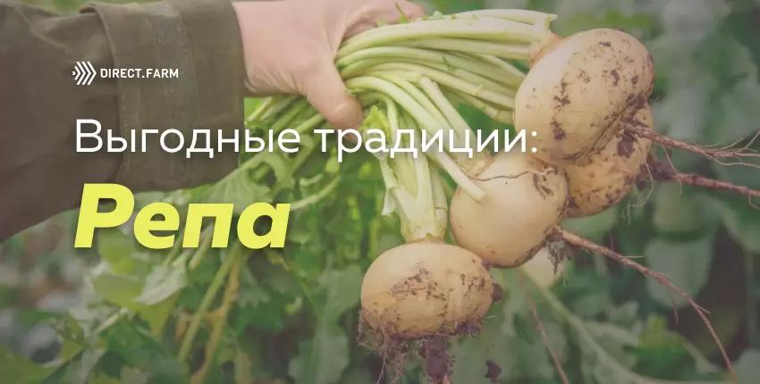 Возрождение традиционных культур: почему сейчас выгодно выращивать репу