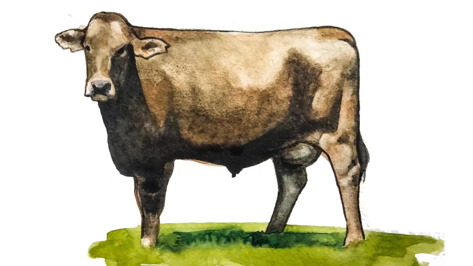 Костромская порода коров