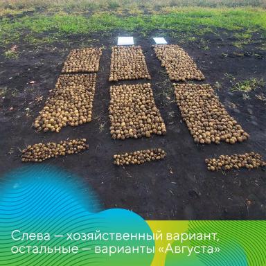 Защита картофеля по-новому
