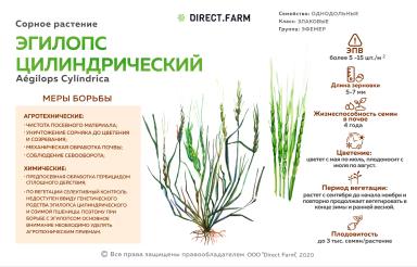 Эгилопс цилиндрический