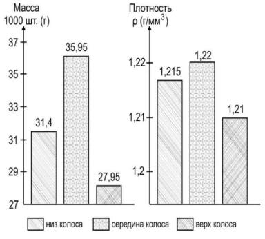 Сильные семена фуролан биота синергия