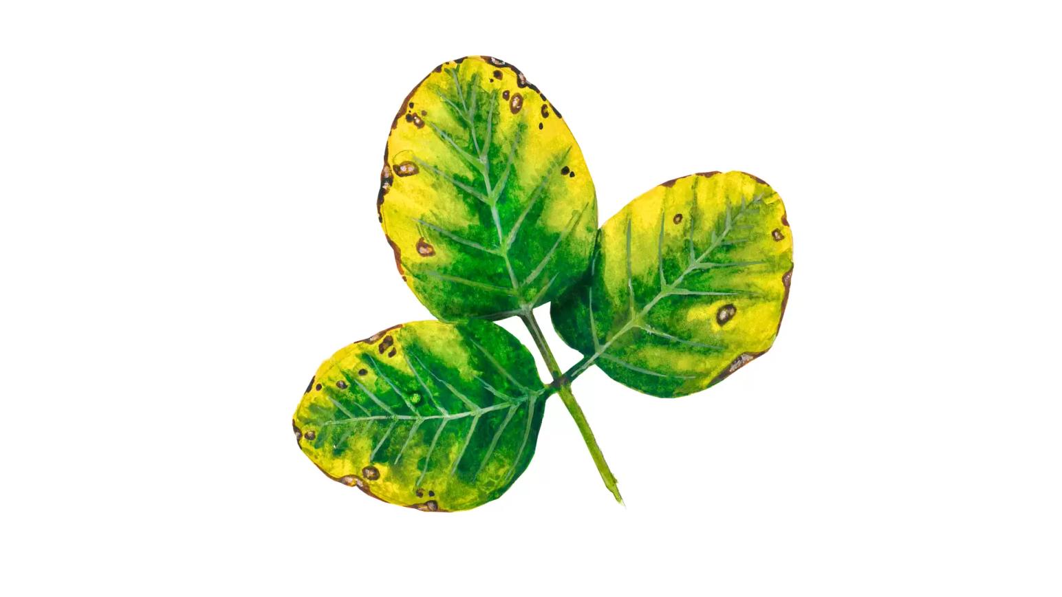 Ржавчина сои