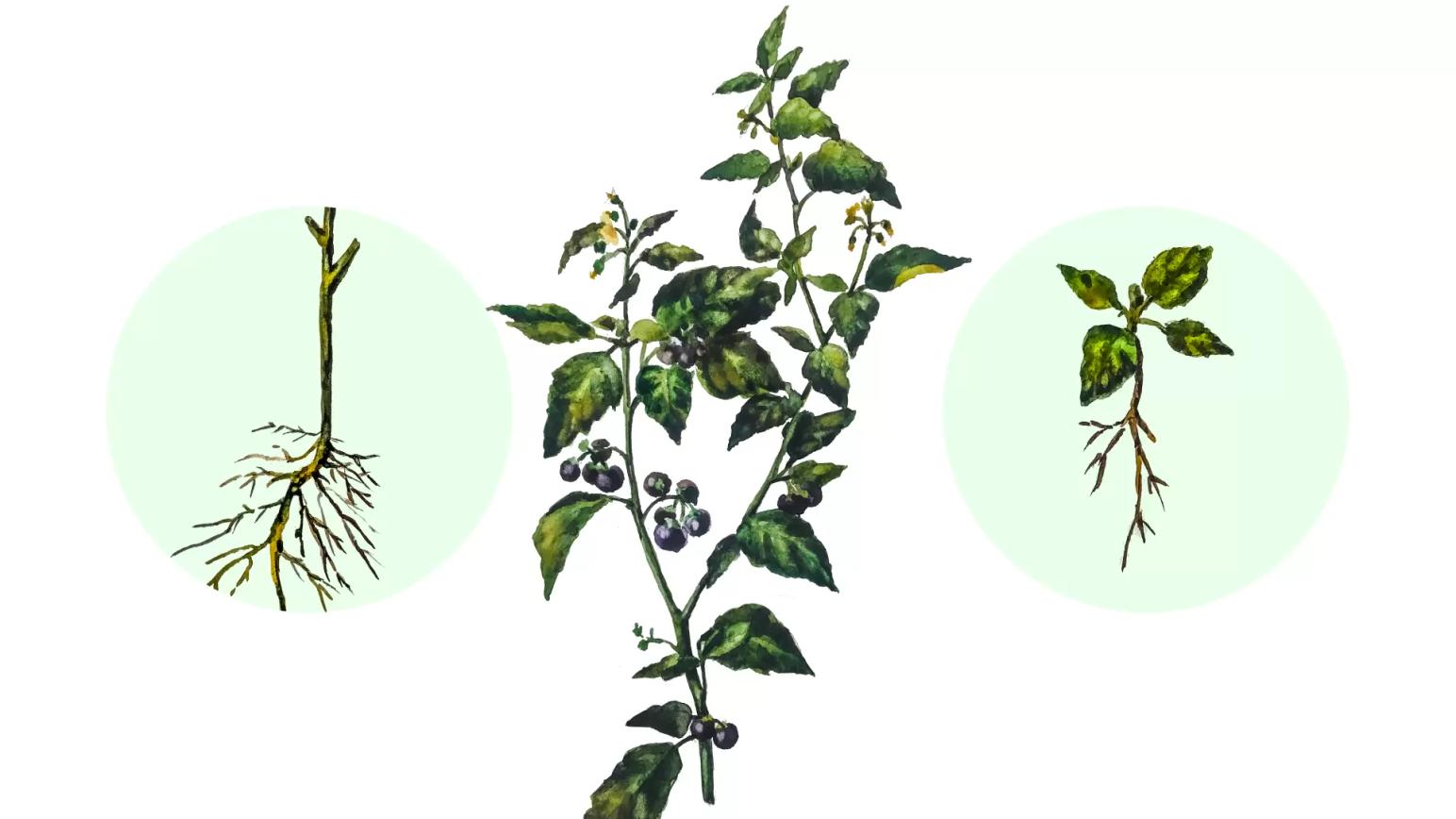 Паслен черный