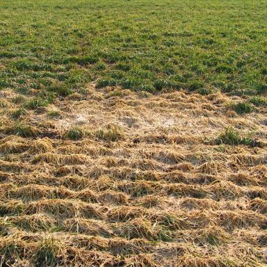 Как применять фунгициды весной?