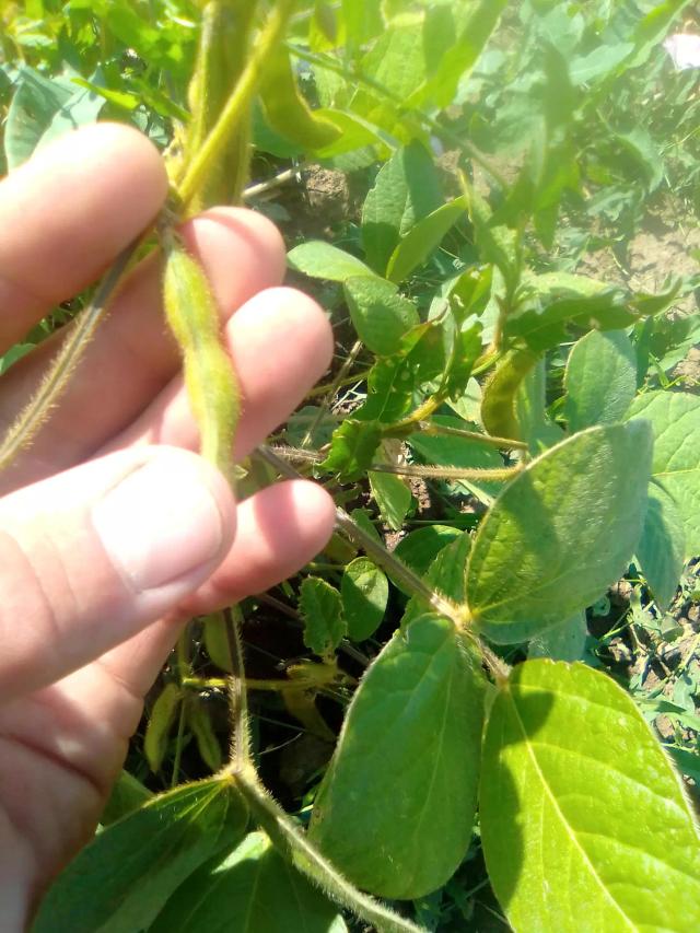 Соя в Кировской области