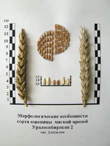 Уралосибирская 2 сорт мягкой яровой пшеницы