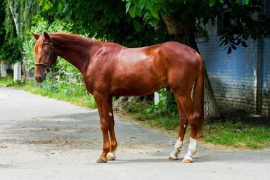 Французская рысистая 