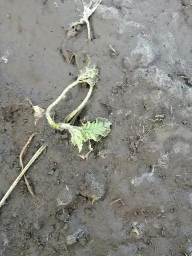 Почему гибнут арбузы?