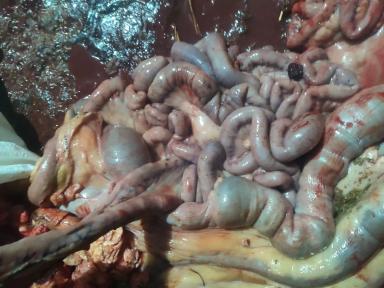 Вопросы из чатов: как интерпретировать результаты вскрытия коров?