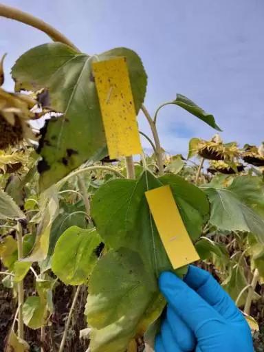 Опыт внесения десиканта «RegloneAir» на подсолнечнике,с помощью дрона XAG V40